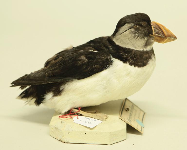 animal naturalisé : oiseau : Macareux moine