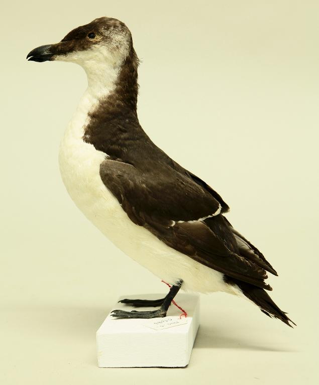 animal naturalisé : oiseau : Pingouin torda