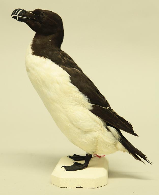 animal naturalisé : oiseau : Pingouin torda