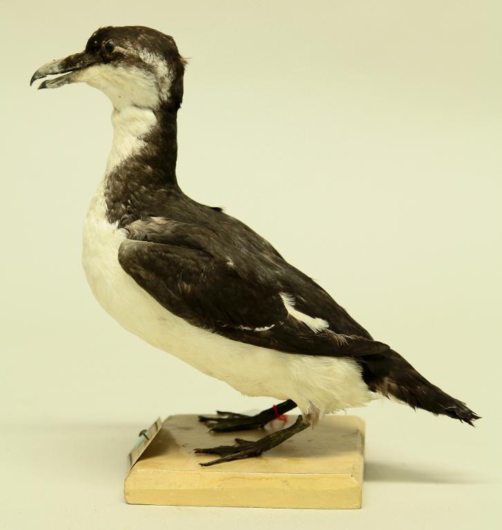 animal naturalisé : oiseau : Pingouin torda