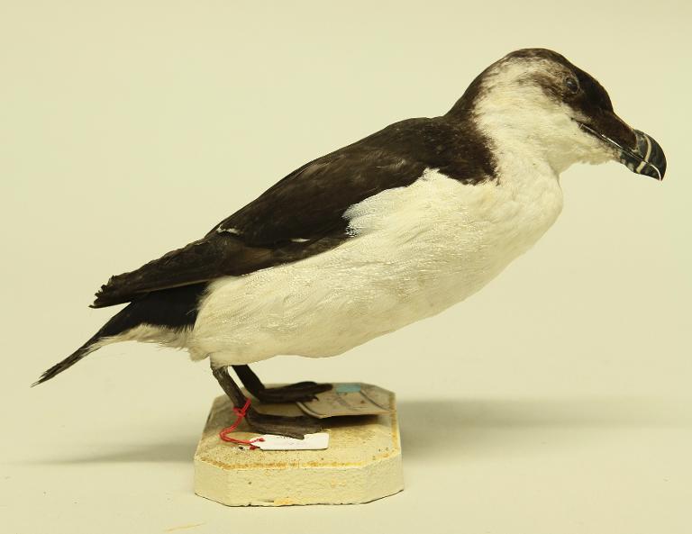 animal naturalisé : oiseau : Pingouin torda