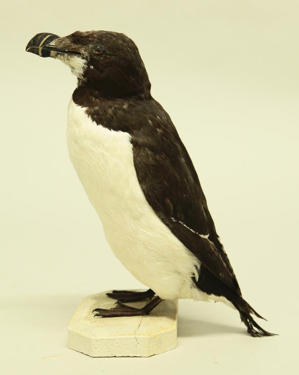 animal naturalisé : oiseau : Pingouin torda