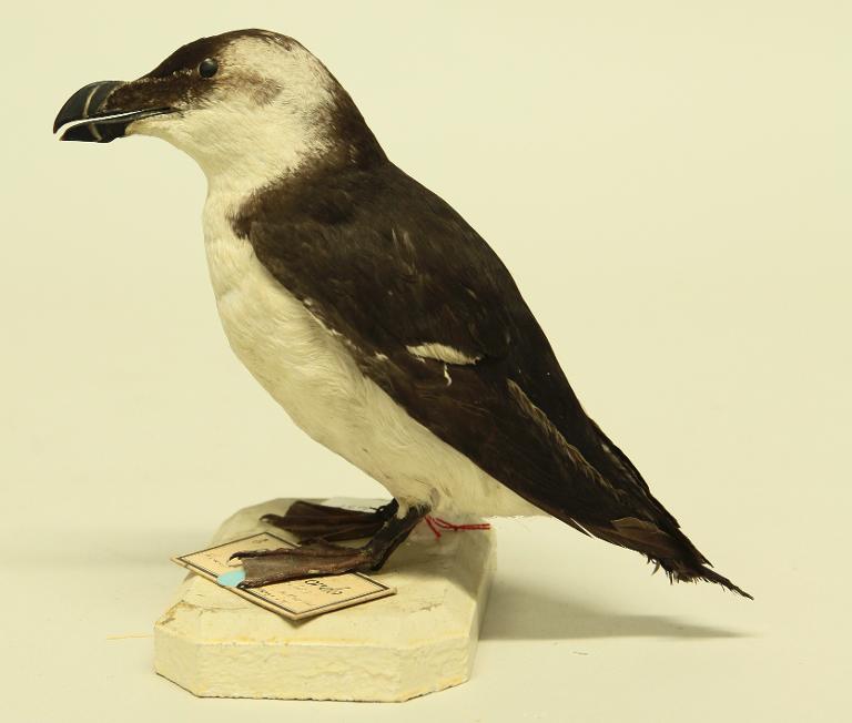 animal naturalisé : oiseau : Pingouin torda