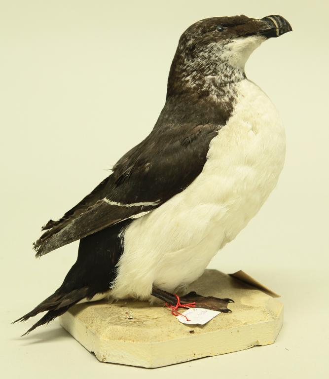 animal naturalisé : oiseau : Pingouin torda