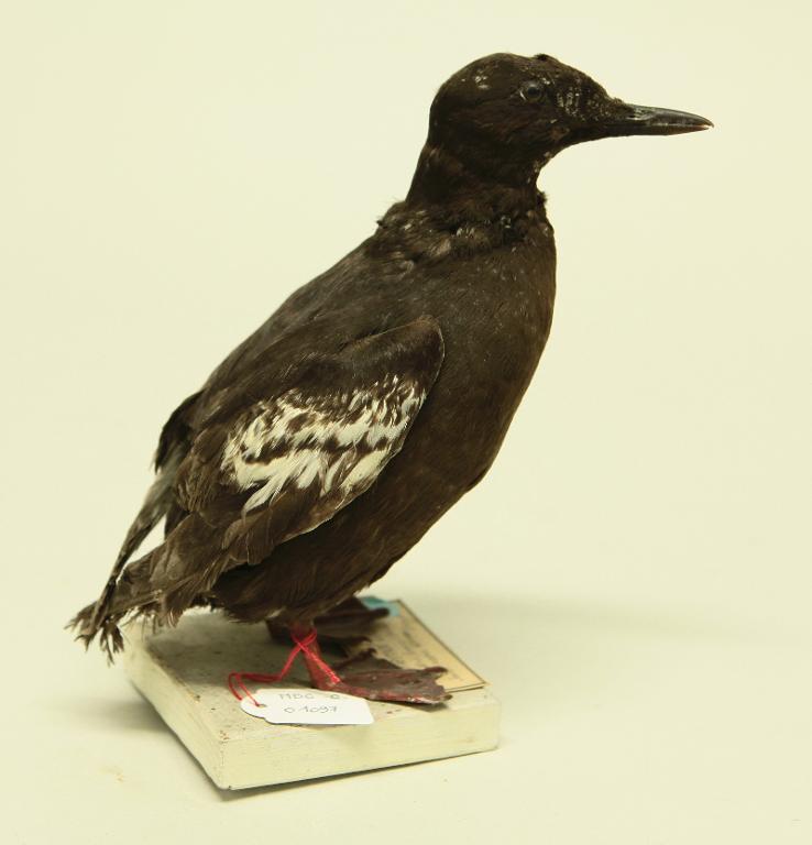 animal naturalisé : oiseau : Guillemot à miroir