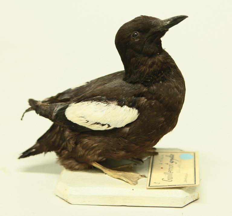 animal naturalisé : oiseau : Guillemot à miroir