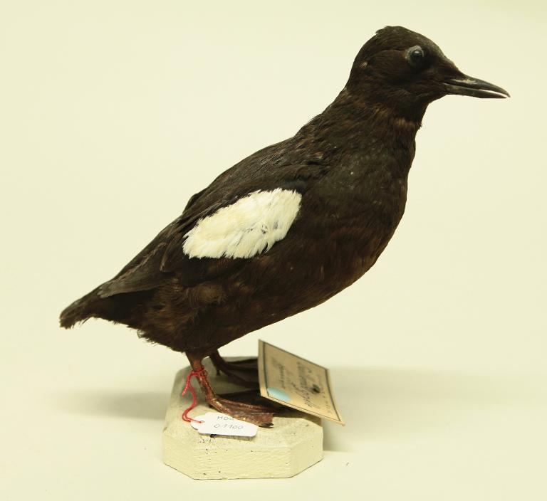 animal naturalisé : oiseau : Guillemot à miroir