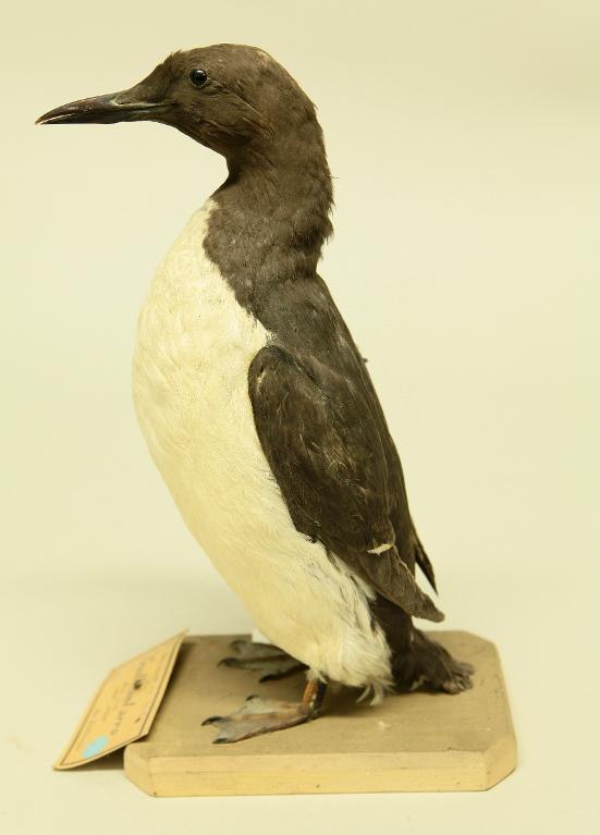 animal naturalisé : oiseau : Guillemot de Troïl