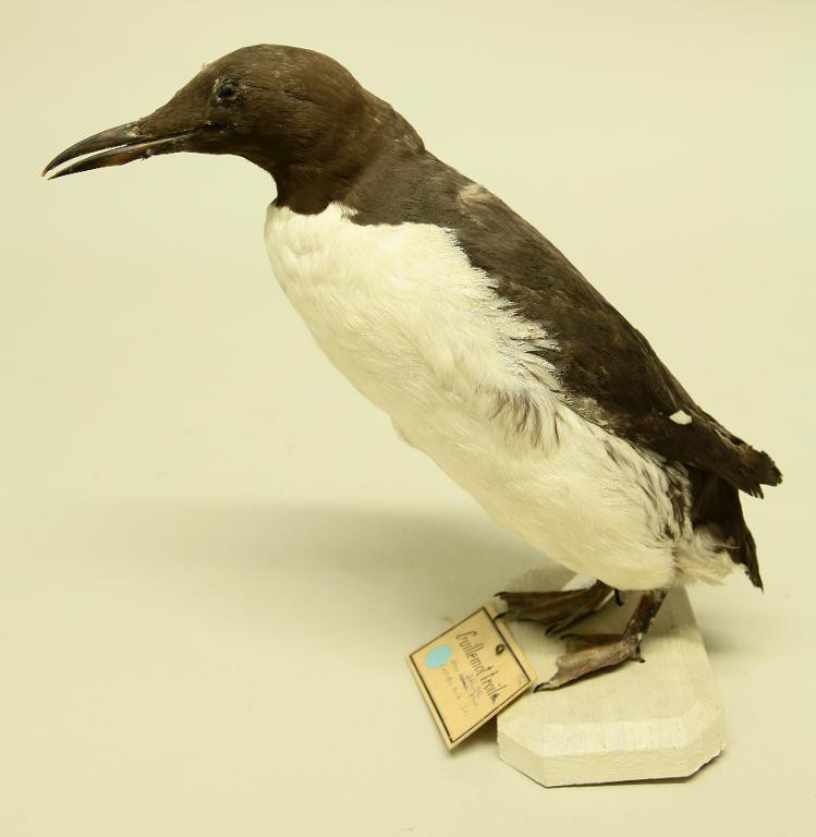 animal naturalisé : oiseau : Guillemot de Troïl