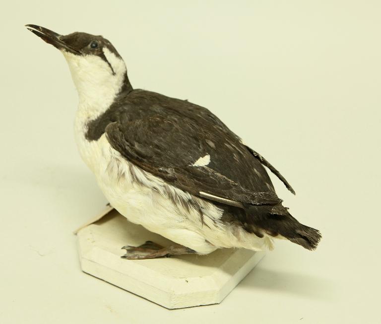 animal naturalisé : oiseau : Guillemot de Troïl