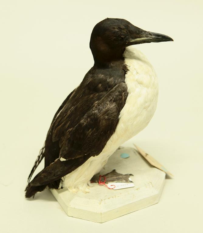 animal naturalisé : oiseau : Guillemot de Troïl