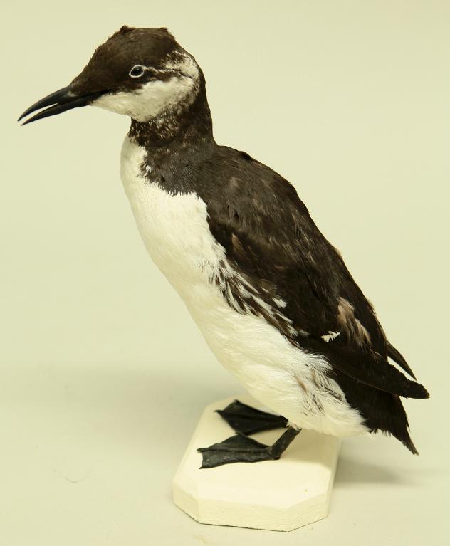 animal naturalisé : oiseau : Guillemot de Troïl