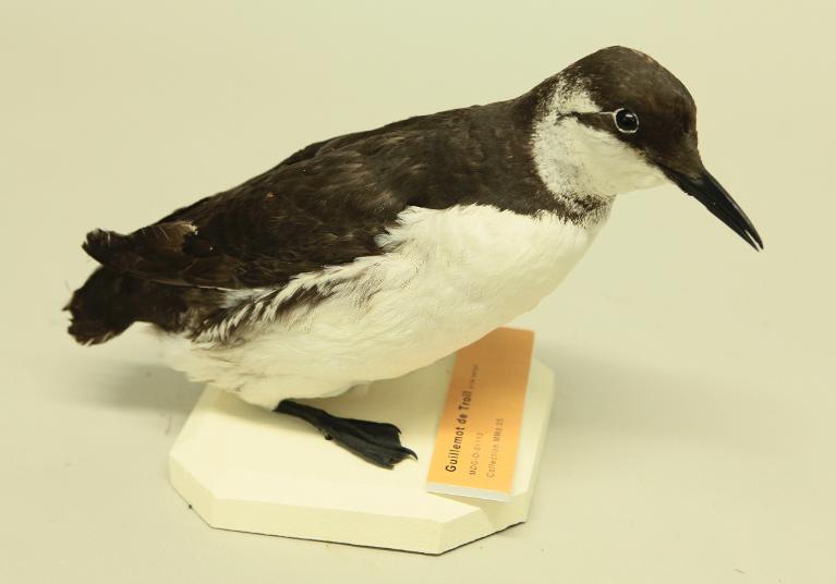 animal naturalisé : oiseau : Guillemot de Troïl bridé
