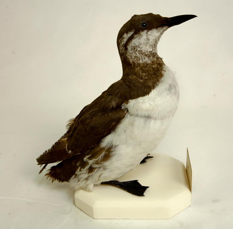 animal naturalisé : oiseau : Guillemot de Troïl
