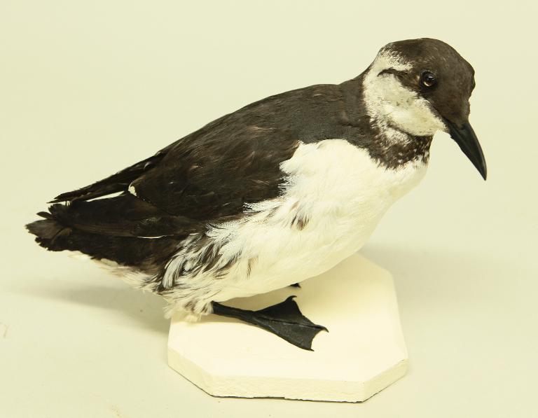 animal naturalisé : oiseau : Guillemot de Troïl bridé