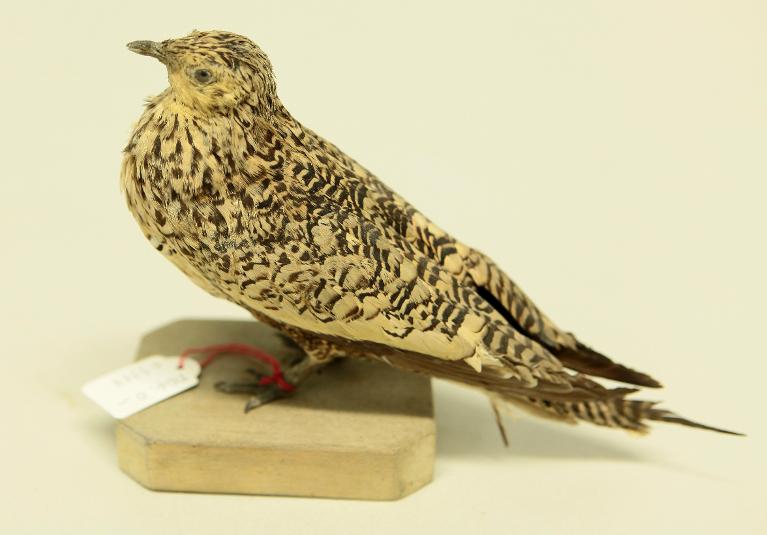 animal naturalisé : oiseau : Ganga à ventre brun