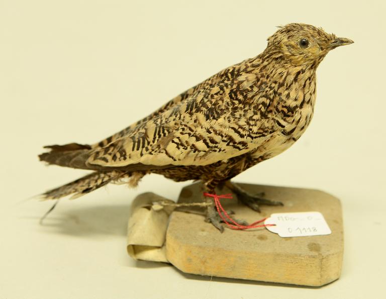 animal naturalisé : oiseau : Ganga à ventre brun