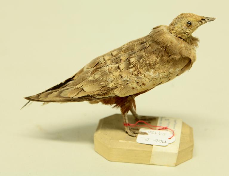 animal naturalisé : oiseau : Ganga à ventre brun