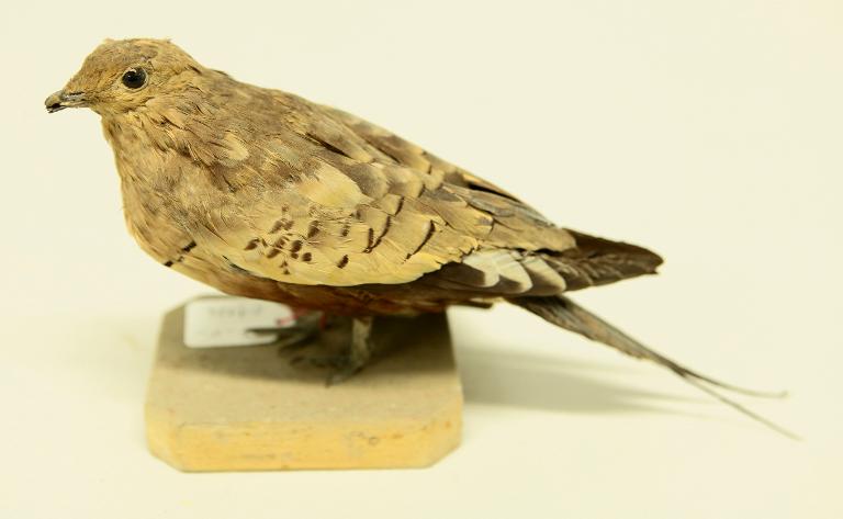 animal naturalisé : oiseau : Ganga à ventre brun