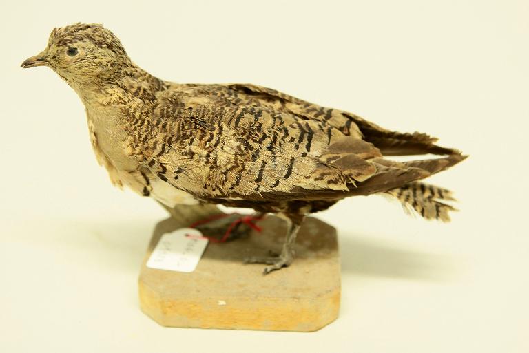 animal naturalisé : oiseau : Ganga à face noire