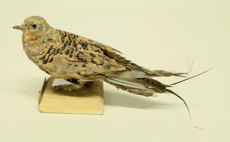 animal naturalisé : oiseau : Syrrhapte paradoxal