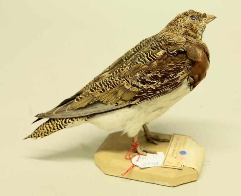 animal naturalisé : oiseau : Ganga cata