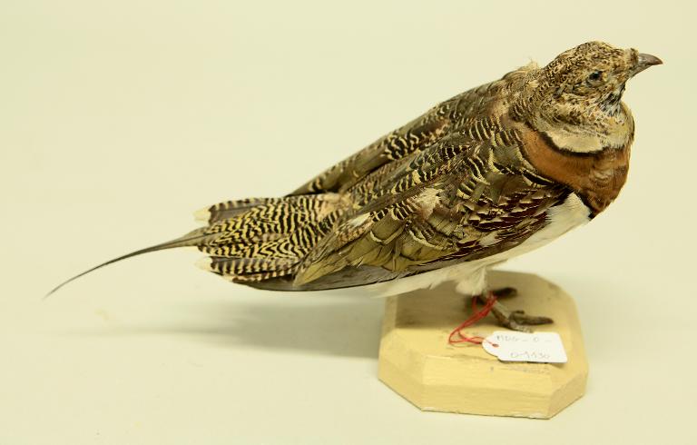 animal naturalisé : oiseau : Ganga cata