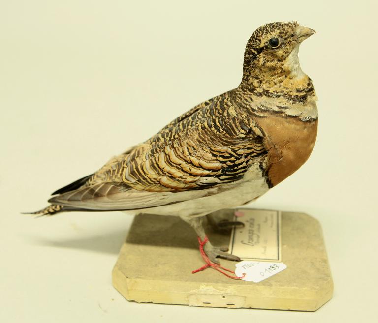 animal naturalisé : oiseau : Ganga cata