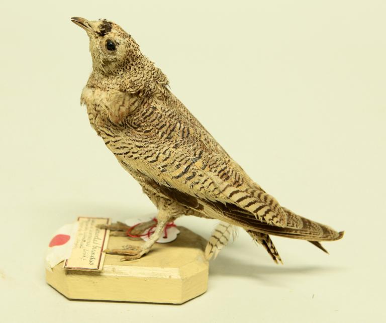 animal naturalisé : oiseau : Ganga quadribande