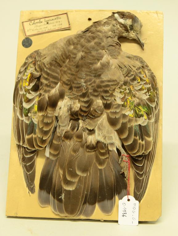 animal naturalisé : oiseau : Colombine lumachelle