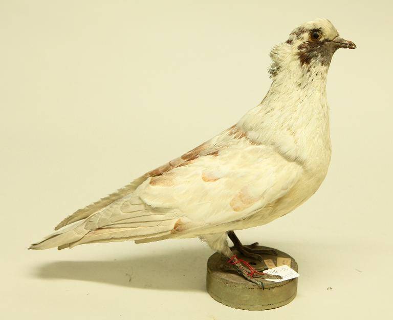 animal naturalisé : oiseau : Pigeon domestique