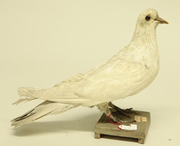 animal naturalisé : oiseau : Pigeon domestique