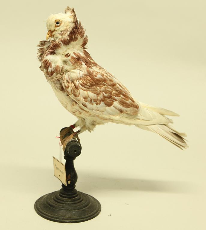 animal naturalisé : oiseau : Pigeon domestique nonain