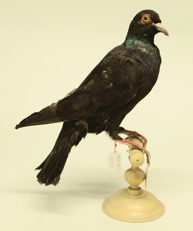 animal naturalisé : oiseau : Pigeon romain