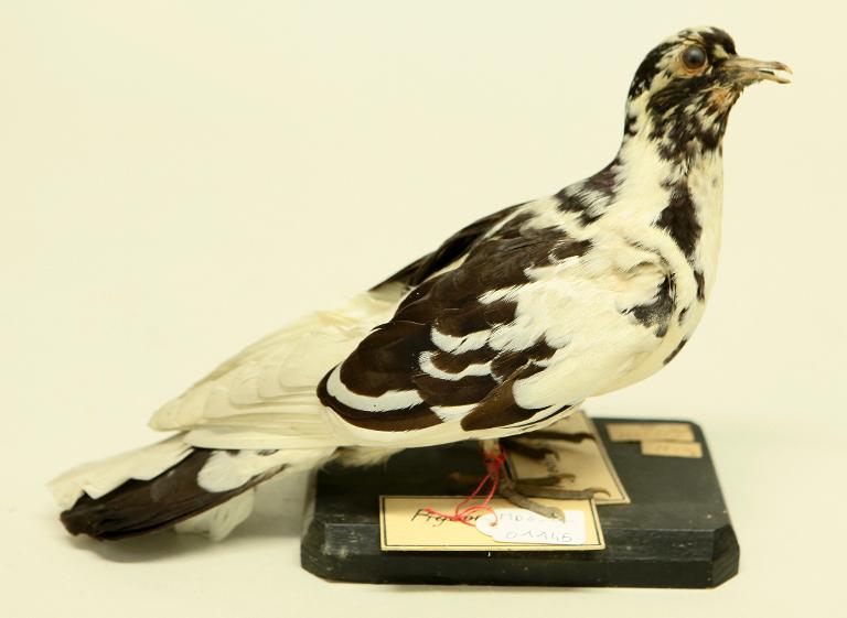 animal naturalisé : oiseau : Pigeon domestique nonain