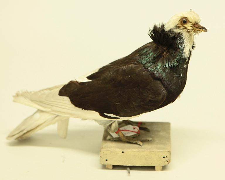 animal naturalisé : oiseau : Pigeon domestique