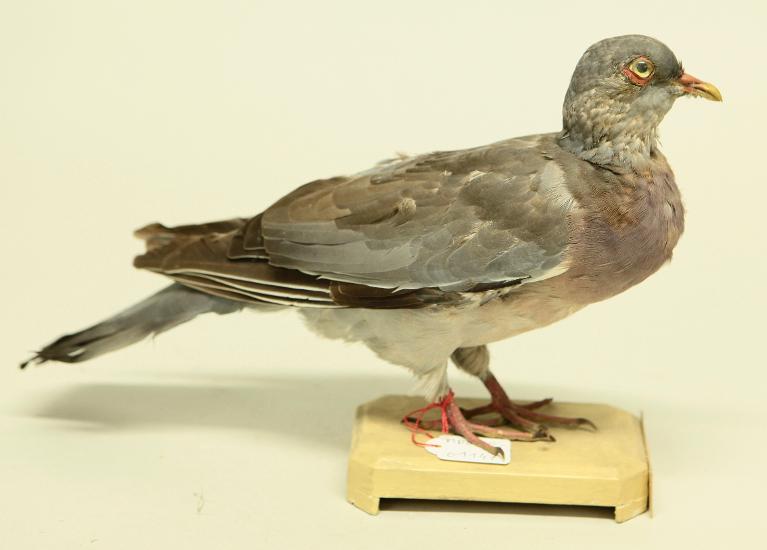 animal naturalisé : oiseau : Pigeon ramier