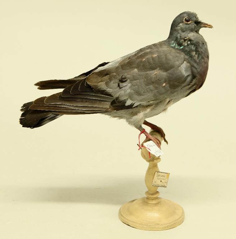 animal naturalisé : oiseau : Pigeon colombin