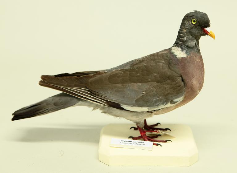 animal naturalisé : oiseau : Pigeon ramier