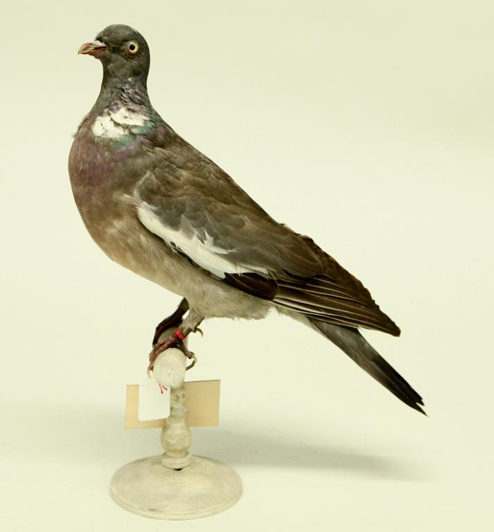 animal naturalisé : oiseau : Pigeon ramier