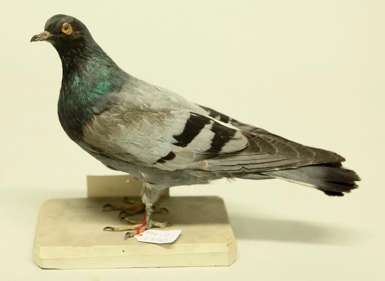 animal naturalisé : oiseau : Pigeon biset