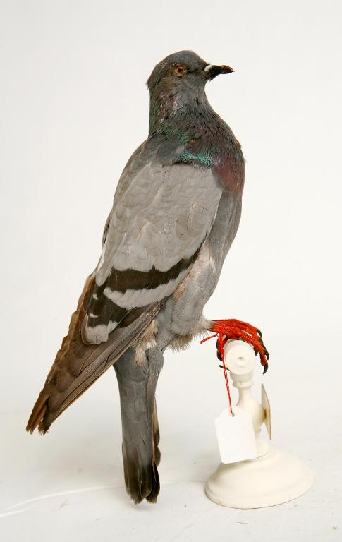 animal naturalisé : oiseau : Pigeon biset
