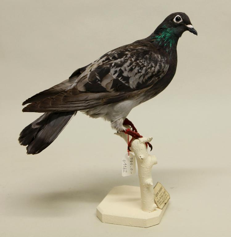animal naturalisé : oiseau : Pigeon voyageur