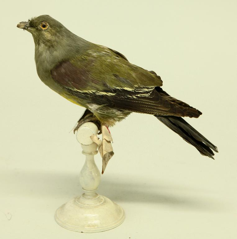 animal naturalisé : oiseau : Treron waalia