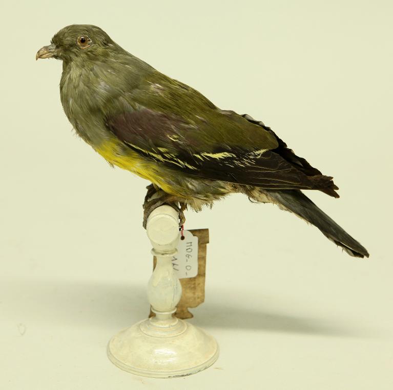 animal naturalisé : oiseau : Treron waalia