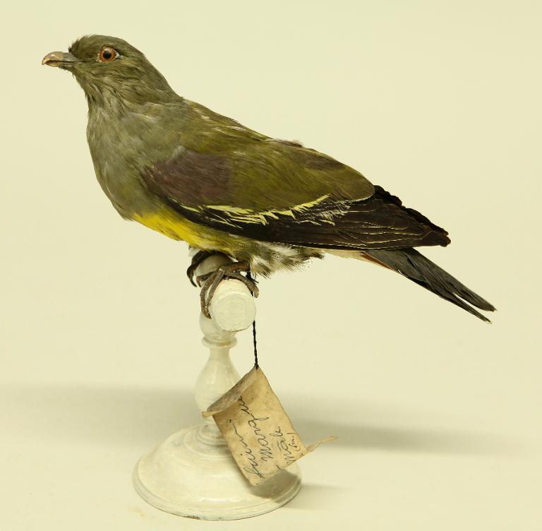 animal naturalisé : oiseau : Treron waalia