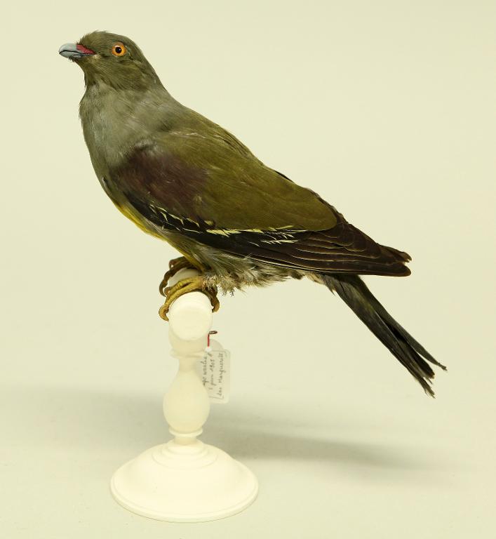 animal naturalisé : oiseau : Treron waalia