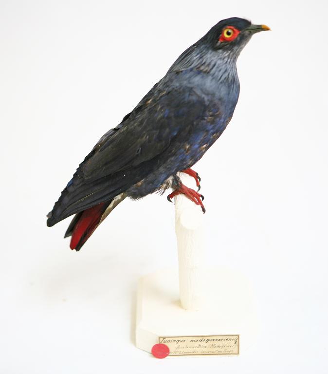 animal naturalisé : oiseau : Founingo bleu