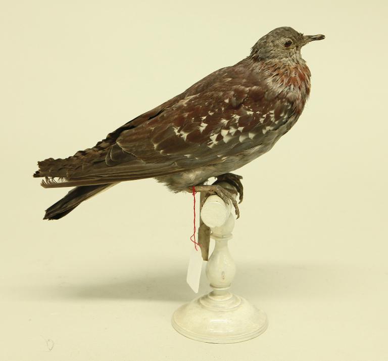 animal naturalisé : oiseau : Pigeon de Guinée