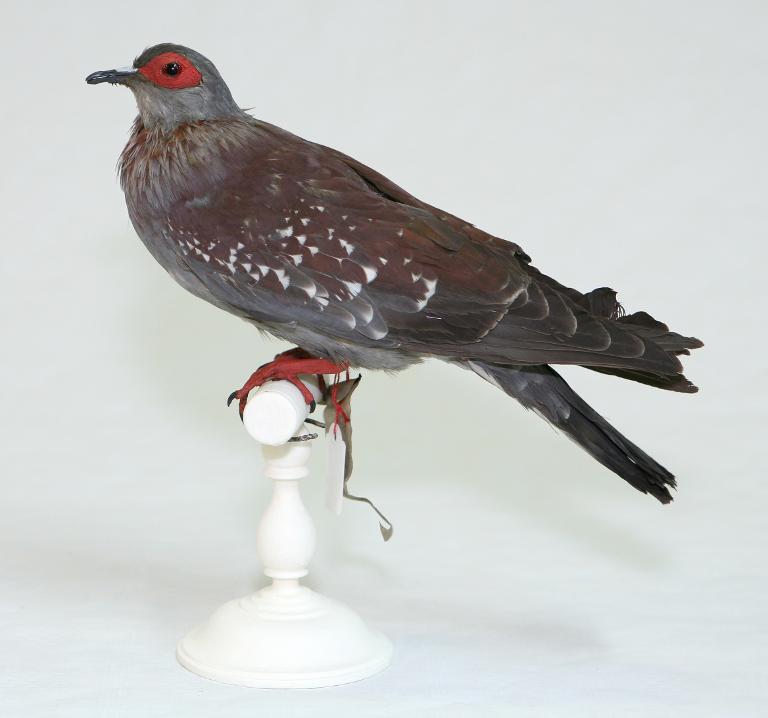 animal naturalisé : oiseau : Pigeon de Guinée